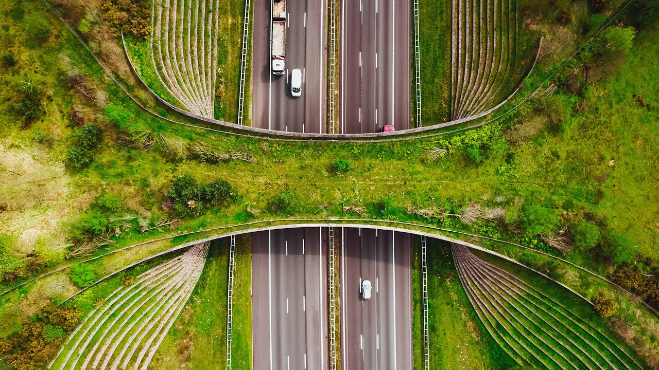 Wildlife Crossing 3D Model